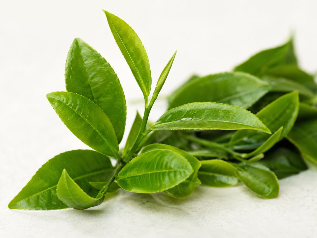 Green Tea Leaf Extract