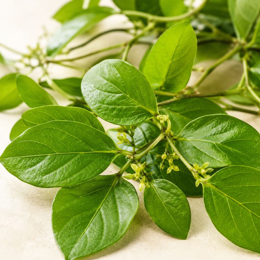 Gymnema Sylvestris sugar cravings